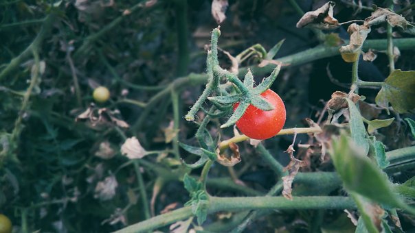 A Single Cherry Tomato