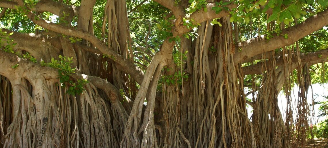 The Beloved Banyan Tree