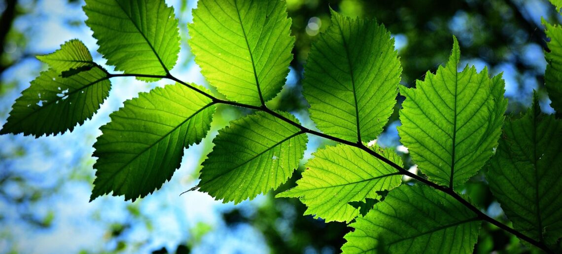 A Conversation of Trees