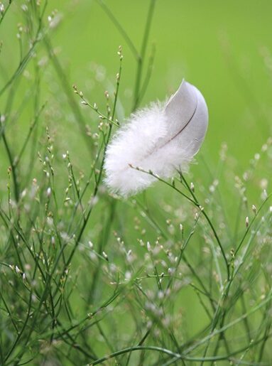 Early Morning Meditations